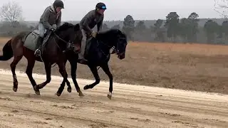 Candy Ride Colt - Mason Springs - Early January 2022