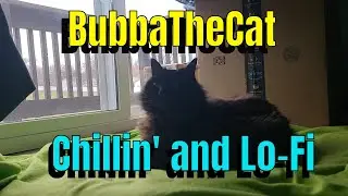 Bubba the Cat - Chilling with Lo-fi #blackcat #gentlemusic