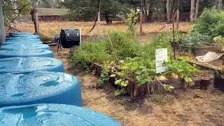 Petaluma egg farm harvests rain water to grow food for community