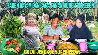 GULAI JENGKOL DAN PANEN SAYUR BAYAM | CARA TANAM KUNCIT DI KEBUN 