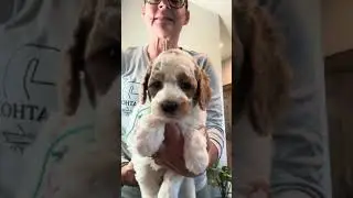 Mr. Jed - Turquoise Collar Male
