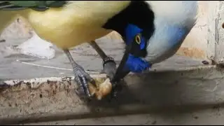 Inca Jay eats a nut 4K