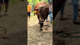 INILAH❗SAPI QURBAN TERBESAR 2024🔥🔥#Lbfn #sapiqurban #viral #shorts #sapipresiden #sapi