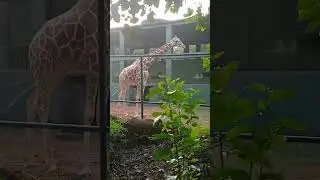original original giraffe #ganga #hare #song