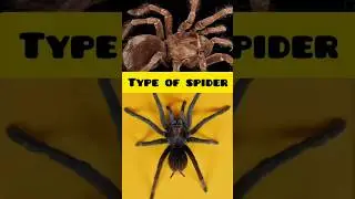 spider #explore #insects #tranding