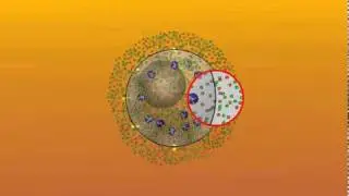 5. Gibbs-Donnan Equilibrium - Cell Perspective