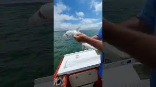 How to Tag & Release a juvenile 58cm female School shark
