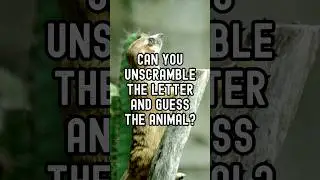 Guess the Animal. Letter Unscramble Quiz #shorts #animals