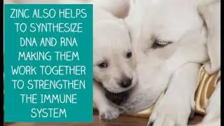 NuVet Plus Ingredients Series - Benefits Of Zinc for Dogs |  NuVet Labs, Pet Vitamin Supplements