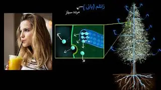 Xylem & transpiration | Life processes | Biology | Khan Academy Urdu