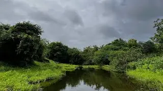 Beauty of gir #girsafari #girforest