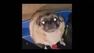 Funny, pug, dancing, extended