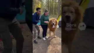 LEU atacă &icirc;n Pădure! 🦁 Dar surpriza &icirc;i face să r&acirc;dă 😂