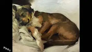 Played for My Dog to Fall Asleep