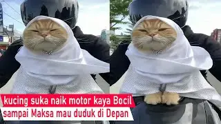 DIJAMIN NGAKAK! kucing Suka Naik Motor sambil pake Kerudung Kaya Anak Kecil/Video kompilasi Lucu