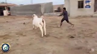Beautiful Cattle Farm 🌿🐂| Amazing Bull Runaway 😱😉😱🤪