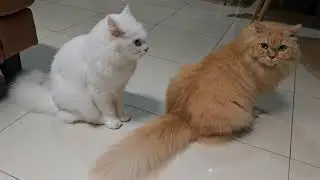 MINHO & MOMO daily #cat #cute #kucing