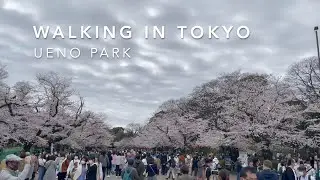 WALKING IN TOKYO/UENO PARK SAKURA HANAMI