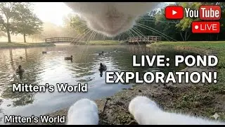 Cat Backyard Expedition 🐾 Real-Time POV