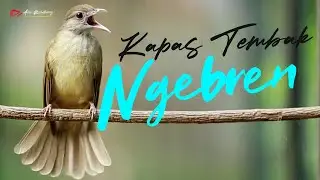 KAPAS TEMBAK GACOR SUPER GURIH