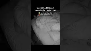 3am Kitten Zoomies  #cookiecat #kittenzoomies #funnypets #orangecat