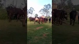 Raising cows purely on free range#cattle#cows