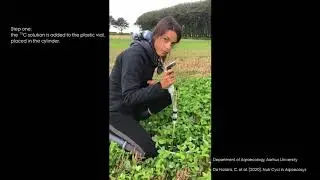 In situ isotopic labeling of cover crops with 13C-CO2