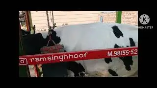 Jaildar Dairy Farm Bella Ropar,Ram Singh Hoof trimmer kila Hans (9814782933,9815552933) 26-11-2025