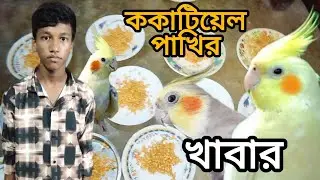ককাটিয়েল পাখির সফট ফুড তৈরির পদ্ধতি। Birds Hill