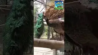Agritourism  A Unique Revenue Stream in Peacock Farming