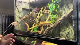 Feeding bite Amazon tree boa, so fast!!