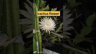 Cactus flower plant#cactus plants#Cereus cactus# cactus
