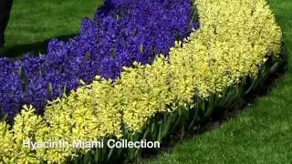 Hyacinth Miami Collection - Hyacinth Bulbs from Holland