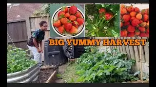 Good Summer of Abundant STRAWBERRIES 🍓🍓 Surprise HARVEST!!! #gardening #homestead #harvest