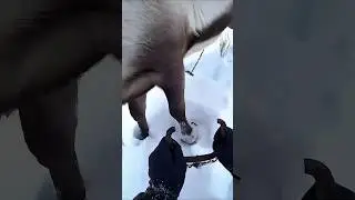 POV: I Saved an Arctic Reindeer Trapped in a Deadly Snare #save #animals #deer #snow #arctic#ai