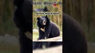 The Asiatic Black Bear:The Mysterious Moon Bear of Asia 🐻&zwj;⬛🌙#moonbear #bear #bears #wildlife #nature