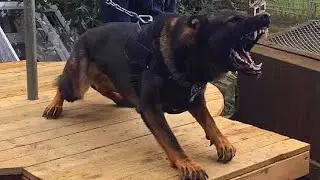 My dark sable german shepherd working line dog, Capo Vonaction