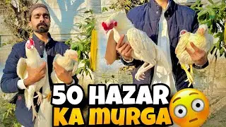 50 hazar ka Murga😳 | Heera |