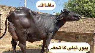 Pure Nili Beautiful Buffalo For Sale in 92 Animal Tv [ Nili Ravi Buffaloes] Buffalo Farming in Pak