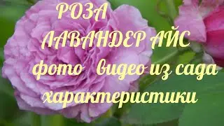 Роза Lavender Ice в саду.Моя голубая коллекция