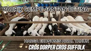 PRICE OF MALE AND FEMALE DORPER CROSS SUFFOLK AND TEXEL