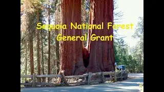 Obrovské SEKVOJE - General Grant Tree CALIFORNIA