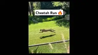 Cheetah Run #shorts #cheetah #running