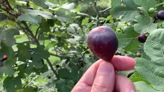 New Jersey Red Fig Tree Update