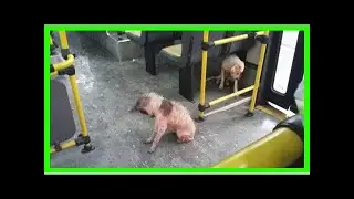 | Dog Rescue StoriesBus Driver Breaks The Rules & Lets Stray Dogs In From Torrential Downpour