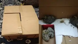 Aaj Humne kabutar ke bacche rescue Karke Lekar Aaye | mini zoo video | kabutar video | animals video
