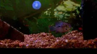 Green Terror Mating Behavior?