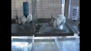 Build a proper wire rabbit cage