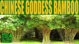 Chinese goddess bamboo - It has solid culms and tiny leaves, perfect for a hedge and landscaping