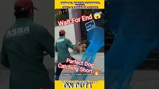Gojo Double Dog Catching Trailer #dogwithpublicsafety #dog #gojo #ytviral #pets #shorts #dogshorts